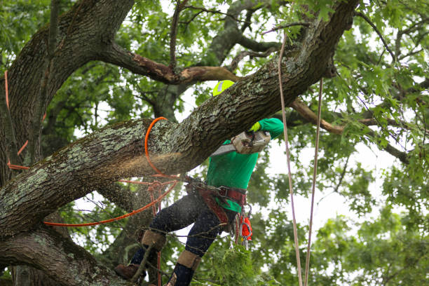 Best Tree Removal  in Shelton, WA